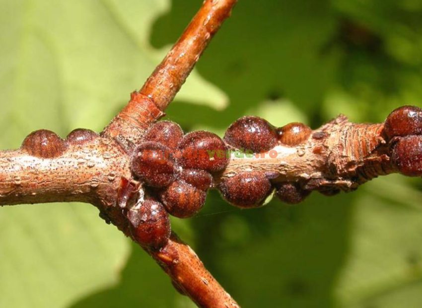 păduchele țestos la pomii fructiferi